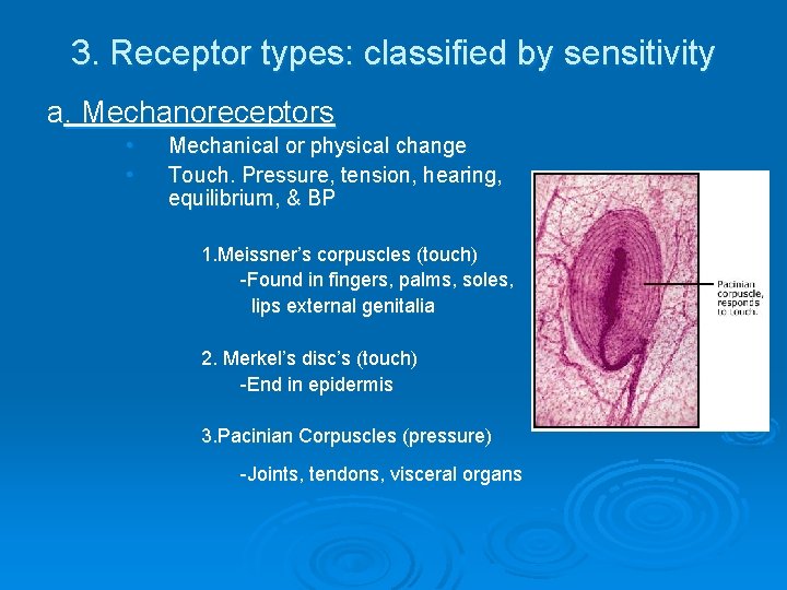 3. Receptor types: classified by sensitivity a. Mechanoreceptors • • Mechanical or physical change