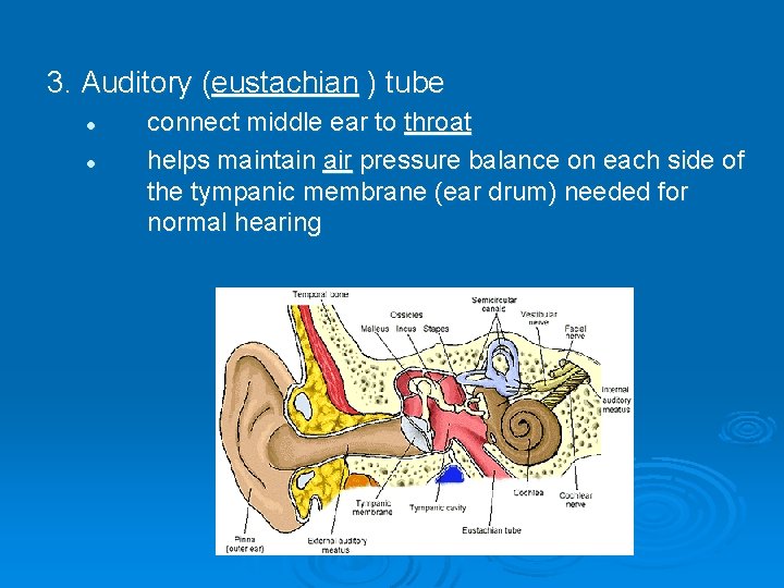 3. Auditory (eustachian ) tube l l connect middle ear to throat helps maintain