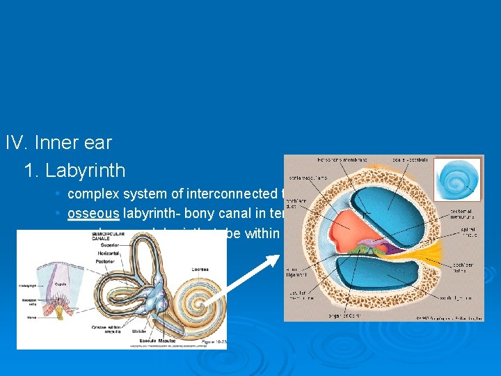 IV. Inner ear 1. Labyrinth • complex system of interconnected tubes & chambers •