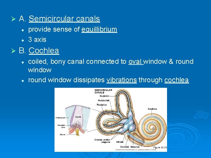 Ø A. Semicircular canals l l Ø provide sense of equillibrium 3 axis B.