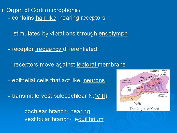 i. Organ of Corti (microphone) - contains hair like hearing receptors - stimulated by