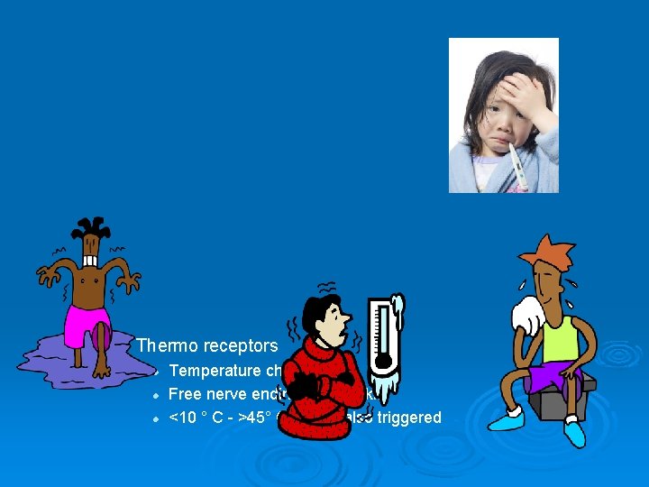  • Thermo receptors l l l Temperature changes Free nerve endings in the