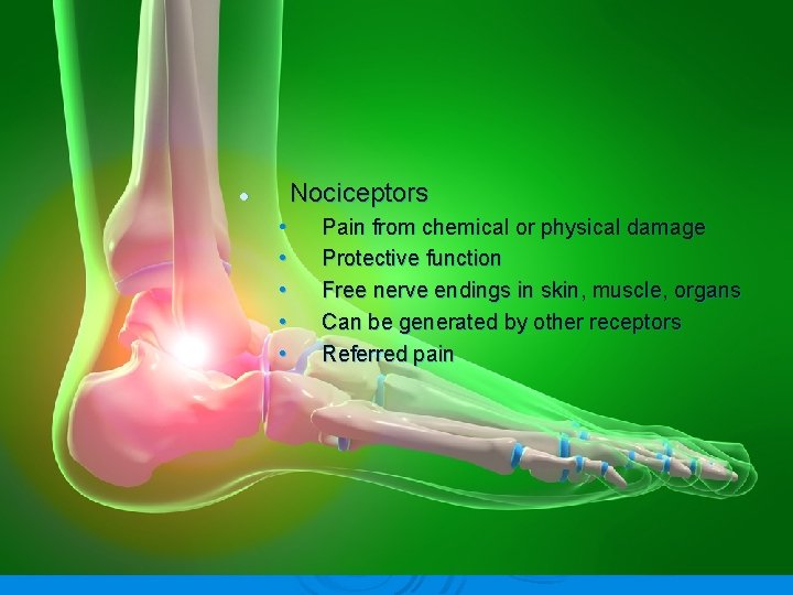 Nociceptors l • • • Pain from chemical or physical damage Protective function Free