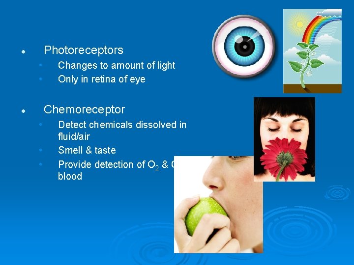 Photoreceptors l • • Changes to amount of light Only in retina of eye