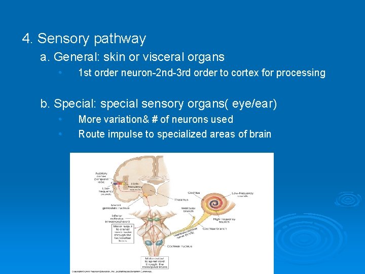 4. Sensory pathway a. General: skin or visceral organs • 1 st order neuron-2