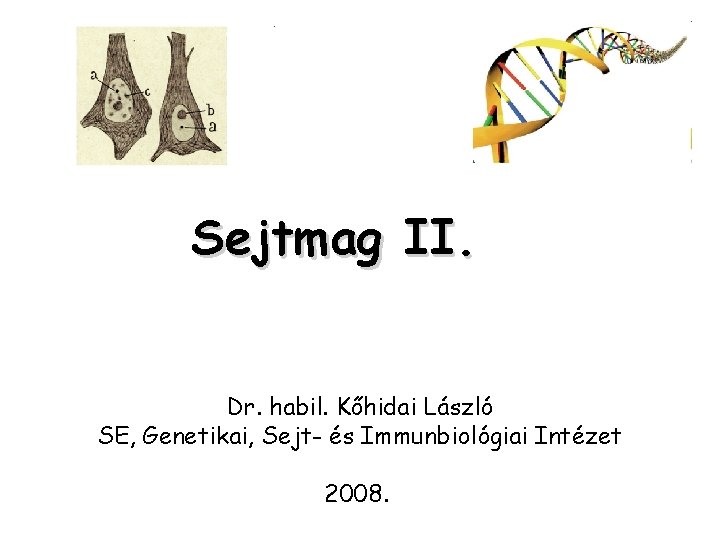 Sejtmag II. Dr. habil. Kőhidai László SE, Genetikai, Sejt- és Immunbiológiai Intézet 2008. 