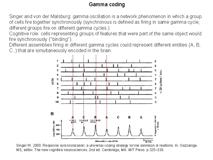 Gamma coding Singer and von der Malsburg: gamma oscillation is a network phenomenon in
