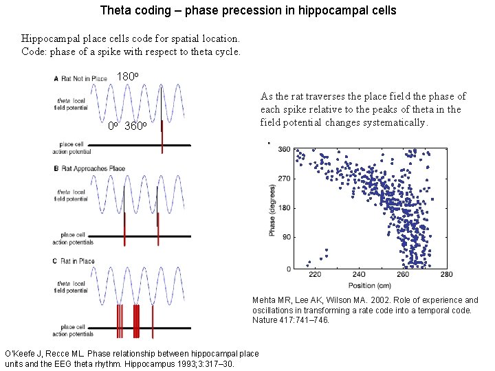 Theta coding – phase precession in hippocampal cells Hippocampal place cells code for spatial