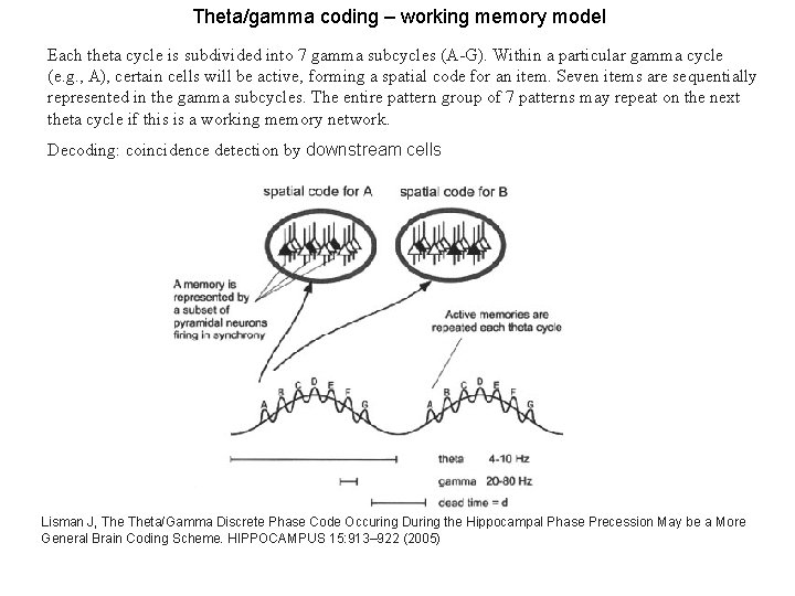 Theta/gamma coding – working memory model Each theta cycle is subdivided into 7 gamma