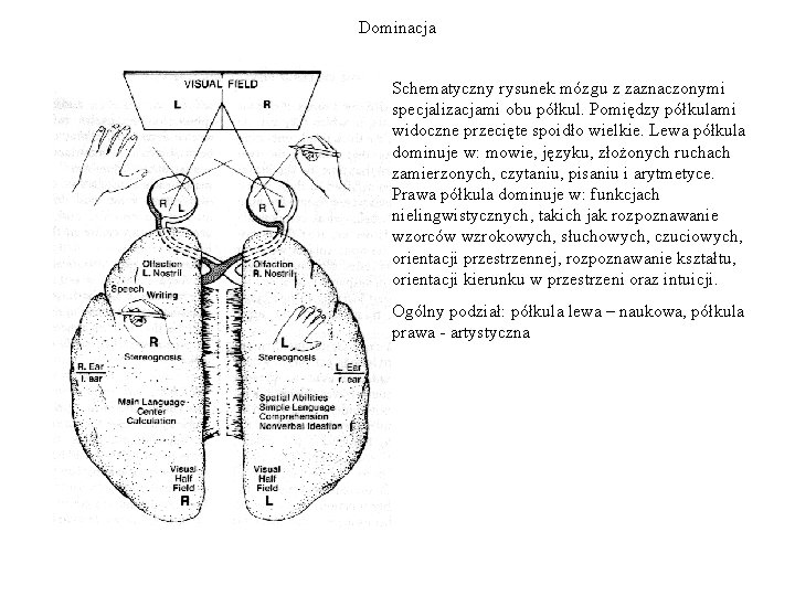Dominacja Schematyczny rysunek mózgu z zaznaczonymi specjalizacjami obu półkul. Pomiędzy półkulami widoczne przecięte spoidło