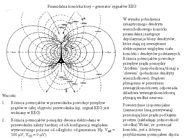 Piramidalna komórka kory – generator sygnałów EEG Wnioski: 1. Różnica potencjałów w przewodniku powoduje