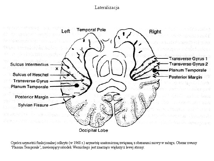 Lateralizacja Oprócz asymetrii funkcjonalnej odkryto (w 1968 r. ) asymetrię anatomiczną związaną z obszarami