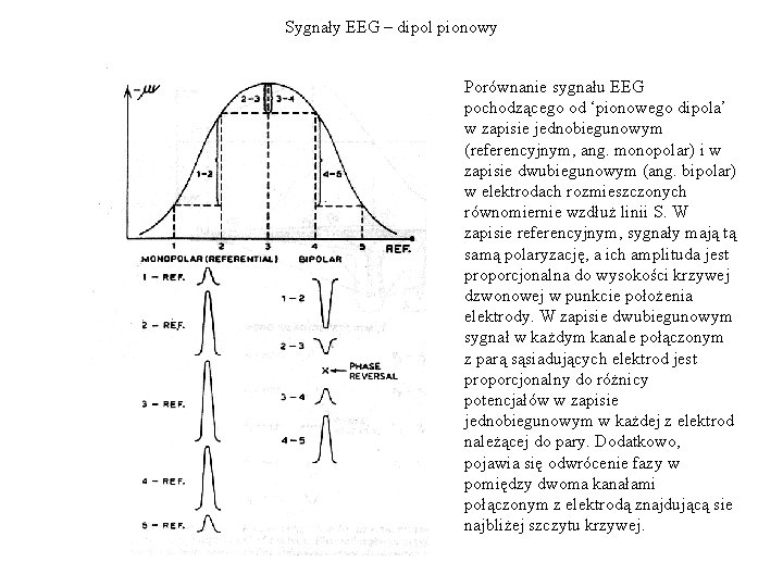 Sygnały EEG – dipol pionowy Porównanie sygnału EEG pochodzącego od ‘pionowego dipola’ w zapisie