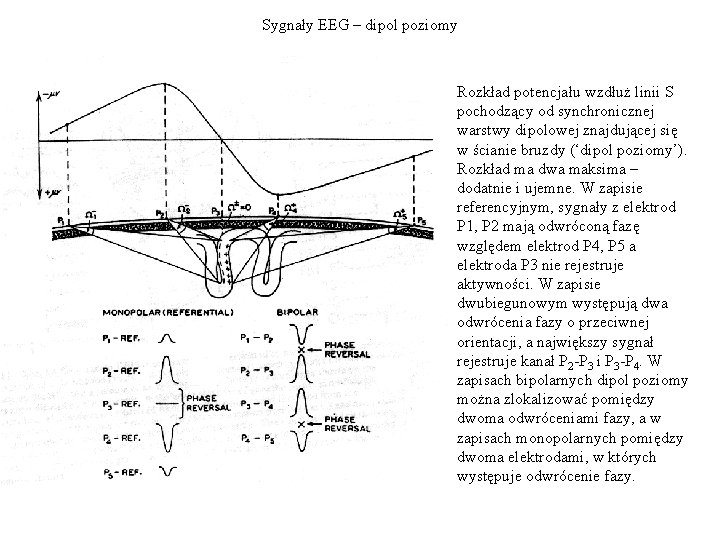 Sygnały EEG – dipol poziomy Rozkład potencjału wzdłuż linii S pochodzący od synchronicznej warstwy