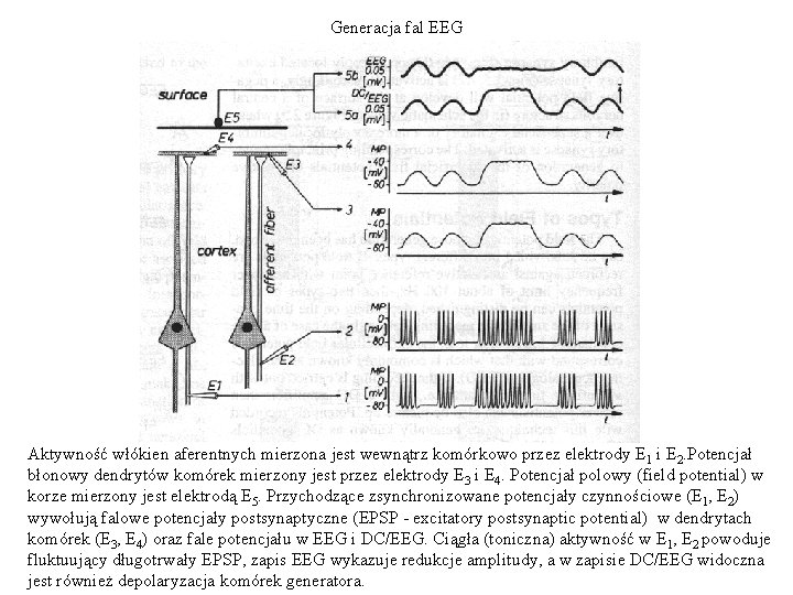 Generacja fal EEG Aktywność włókien aferentnych mierzona jest wewnątrz komórkowo przez elektrody E 1