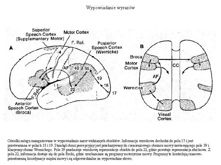 Wypowiadanie wyrazów Ośrodki mózgu zaangażowane w wypowiadanie nazw widzianych obiektów. Informacja wzrokowa dochodzi do