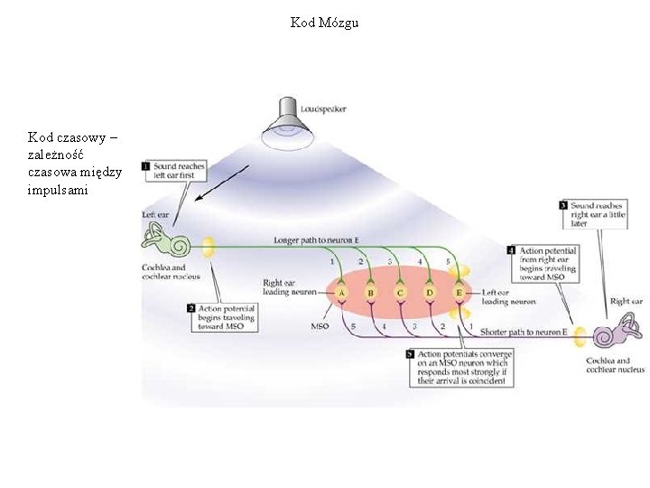 Kod Mózgu Kod czasowy – zależność czasowa między impulsami 