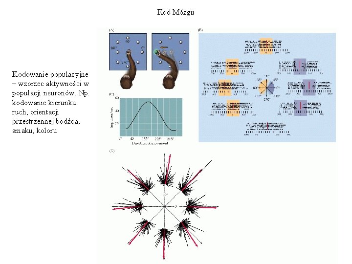 Kod Mózgu Kodowanie populacyjne – wzorzec aktywności w populacji neuronów. Np. kodowanie kierunku ruch,