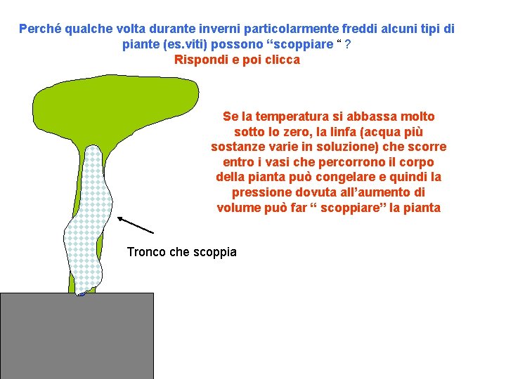 Perché qualche volta durante inverni particolarmente freddi alcuni tipi di piante (es. viti) possono