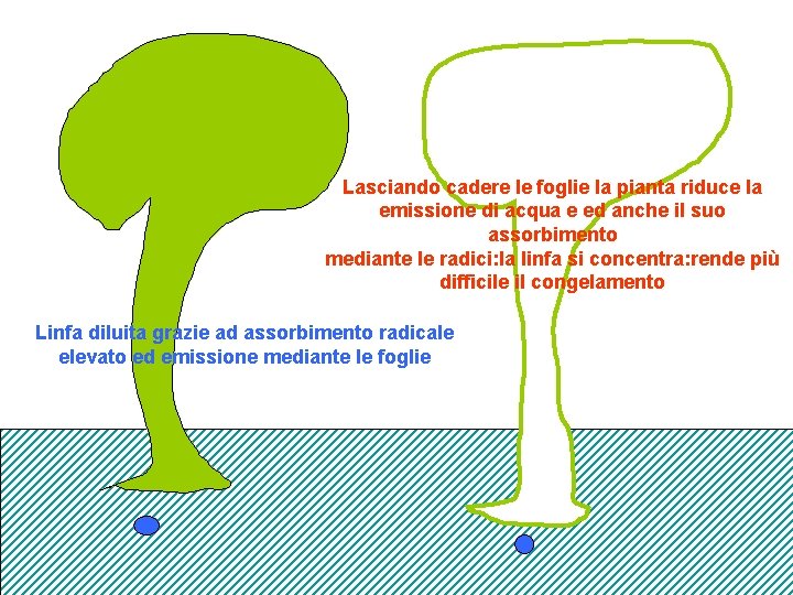 Lasciando cadere le foglie la pianta riduce la emissione di acqua e ed anche