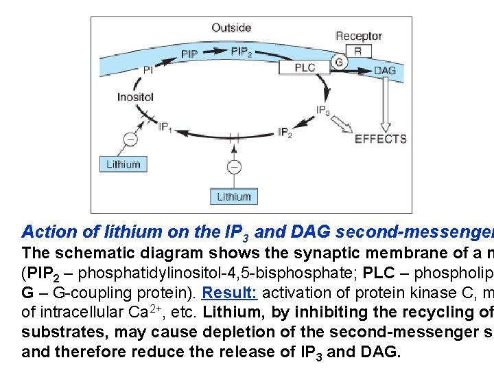 Action of lithium on the IP 3 and DAG second-messenger The schematic diagram shows