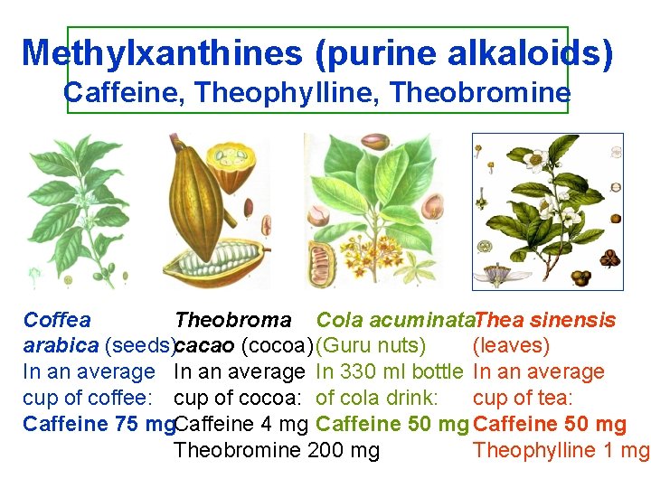 Methylxanthines (purine alkaloids) Caffeine, Theophylline, Theobromine Coffea Theobroma Cola acuminata. Thea sinensis arabica (seeds)cacao