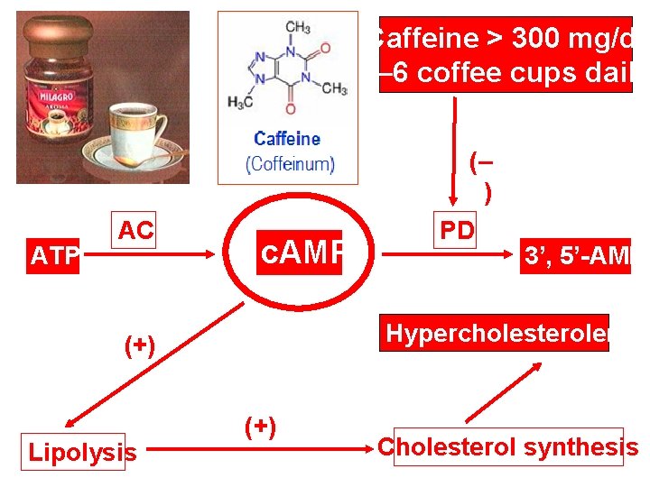 Caffeine > 300 mg/d: 5– 6 coffee cups daily (– ) ATP AC c.