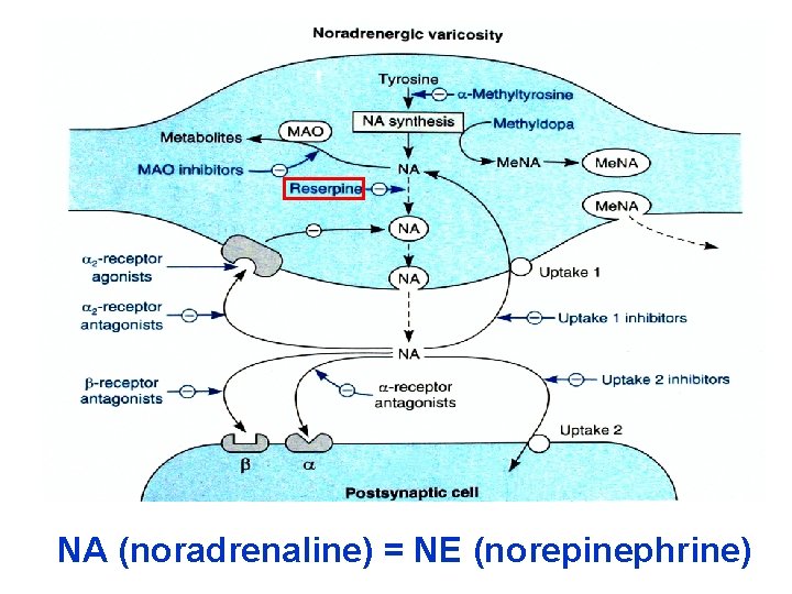 NA (noradrenaline) = NE (norepinephrine) 