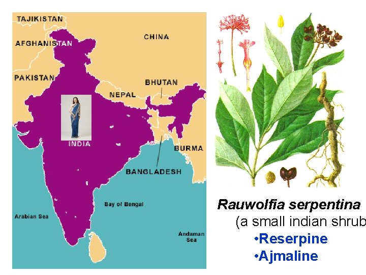 Rauwolfia serpentina (a small indian shrub • Reserpine • Ajmaline 