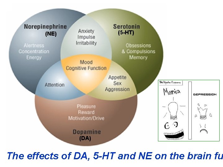 (5 -HT) (NE) (DA) The effects of DA, 5 -HT and NE on the