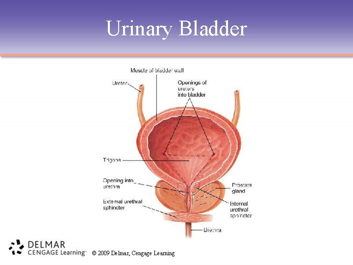 Urinary Bladder © 2009 Delmar, Cengage Learning Urinary Bladder © 2009 Delmar, Cengage Learning