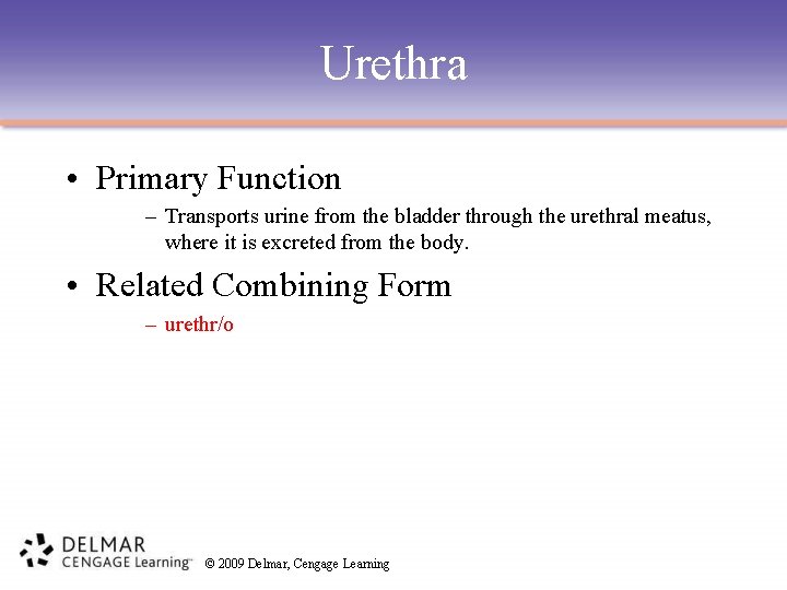 Urethra • Primary Function – Transports urine from the bladder through the urethral meatus,