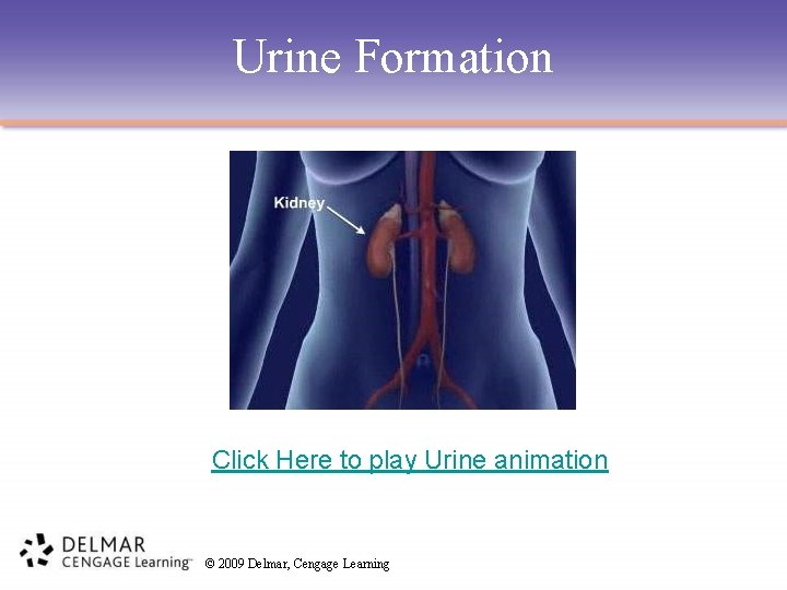 Urine Formation Click Here to play Urine animation © 2009 Delmar, Cengage Learning 