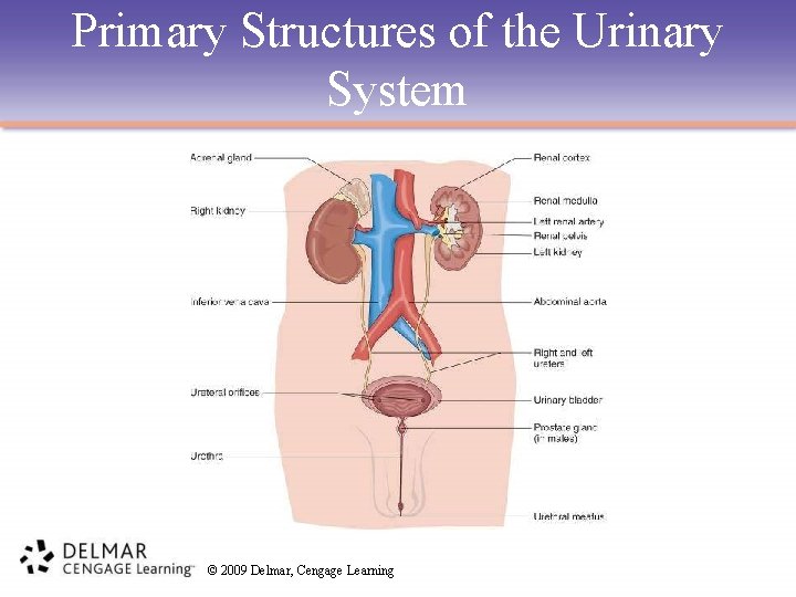 Primary Structures of the Urinary System © 2009 Delmar, Cengage Learning Primary Structures of the Urinary System © 2009 Delmar, Cengage Learning