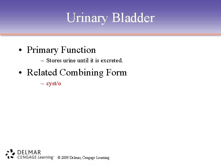 Urinary Bladder • Primary Function – Stores urine until it is excreted. • Related
