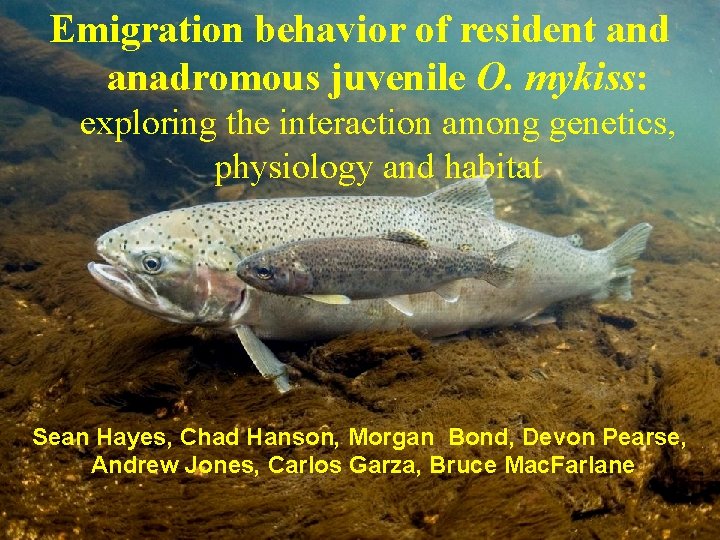 Emigration behavior of resident and anadromous juvenile O. mykiss: exploring the interaction among genetics,