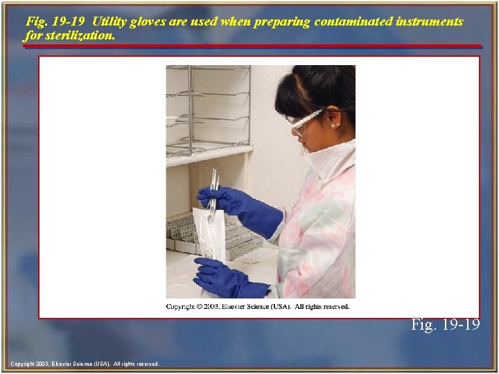 Fig. 19 -19 Utility gloves are used when preparing contaminated instruments for sterilization. Fig.