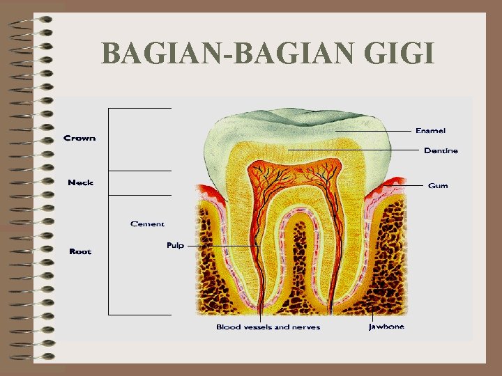 BAGIAN-BAGIAN GIGI 