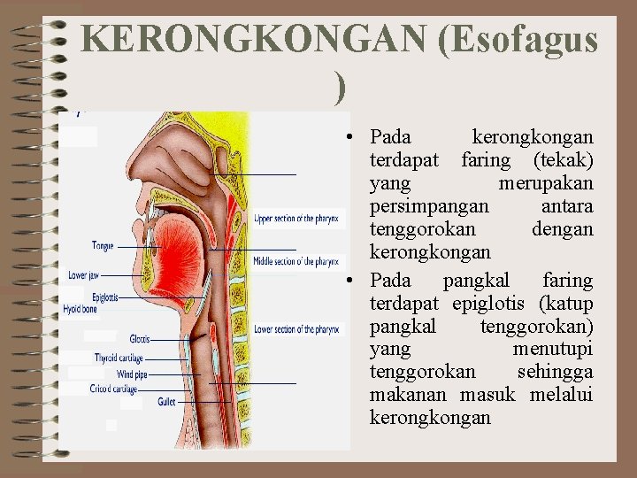 KERONGKONGAN (Esofagus ) • Pada kerongkongan terdapat faring (tekak) yang merupakan persimpangan antara tenggorokan