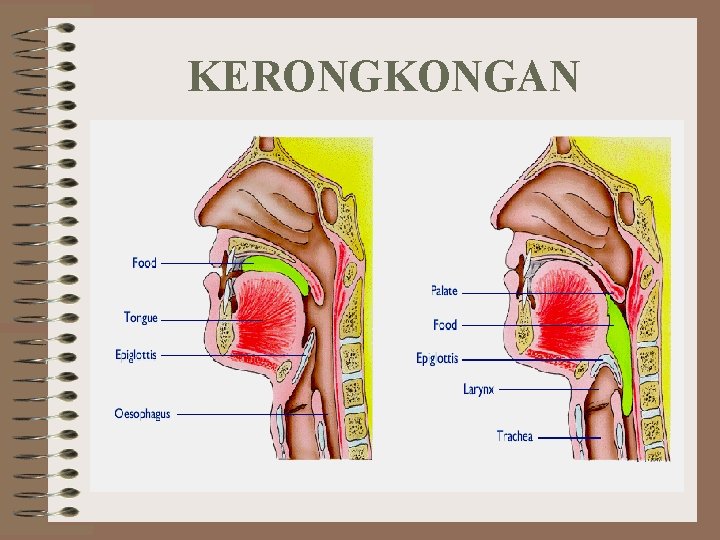 KERONGKONGAN 