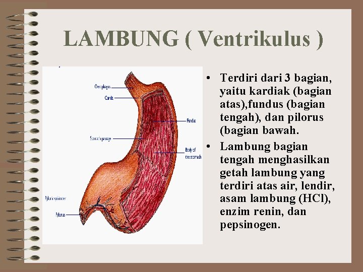 LAMBUNG ( Ventrikulus ) • Terdiri dari 3 bagian, yaitu kardiak (bagian atas), fundus
