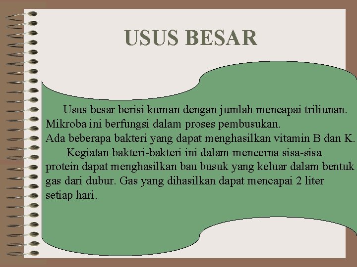 USUS BESAR Usus besar berisi kuman dengan jumlah mencapai triliunan. Mikroba ini berfungsi dalam