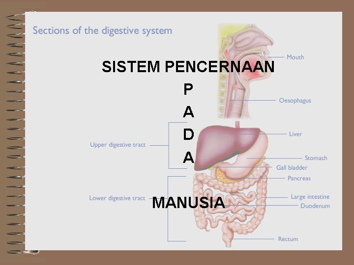 SISTEM PENCERNAAN P A D A MANUSIA 