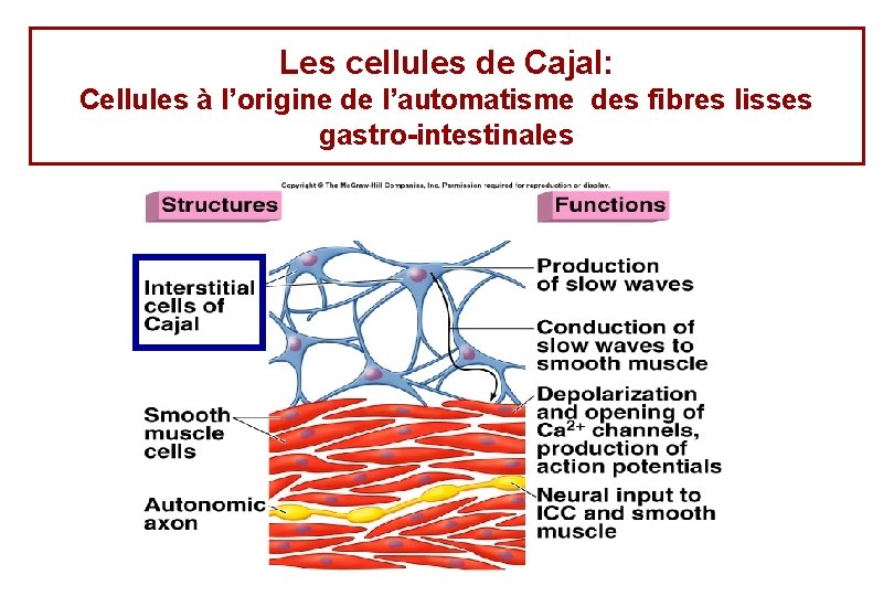 Les cellules de Cajal: Cellules à l’origine de l’automatisme des fibres lisses gastro-intestinales 