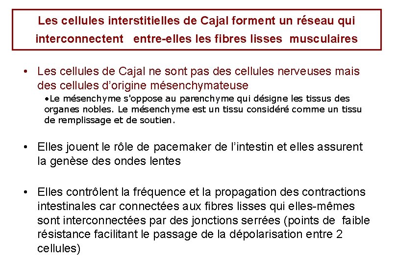 Les cellules interstitielles de Cajal forment un réseau qui interconnectent entre-elles fibres lisses musculaires