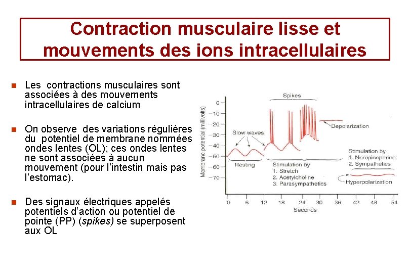 Contraction musculaire lisse et mouvements des ions intracellulaires n Les contractions musculaires sont associées