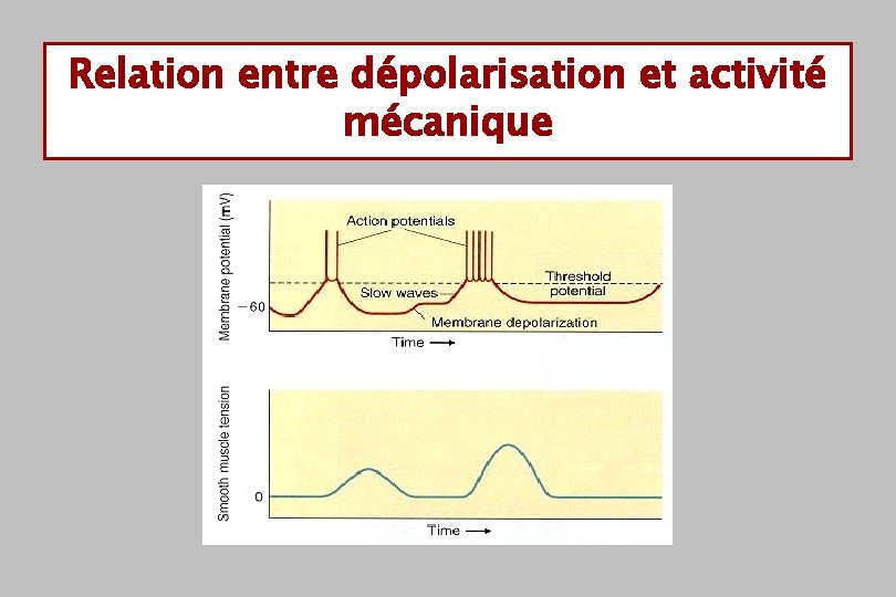 Relation entre dépolarisation et activité mécanique 