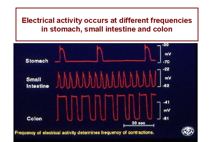 Electrical activity occurs at different frequencies in stomach, small intestine and colon 
