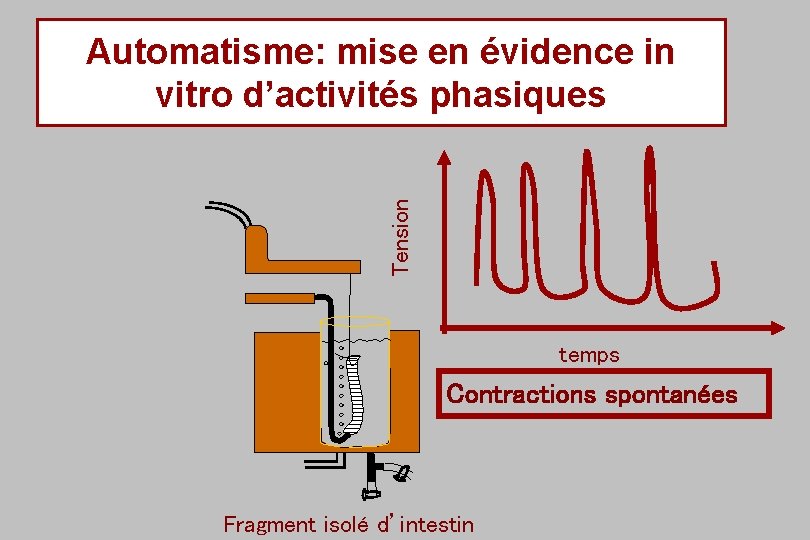 Tension Automatisme: mise en évidence in vitro d’activités phasiques temps Contractions spontanées Fragment isolé