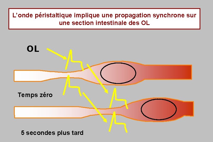 L’onde péristaltique implique une propagation synchrone sur une section intestinale des OL OL Temps